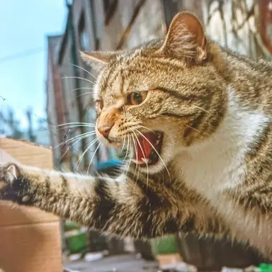 Profile image of 깡패고양이