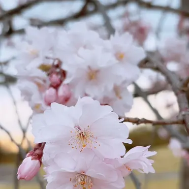 Profile image of 愛子