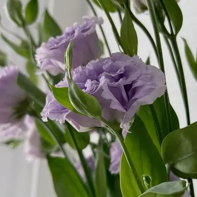 Profile image of 冬月稜