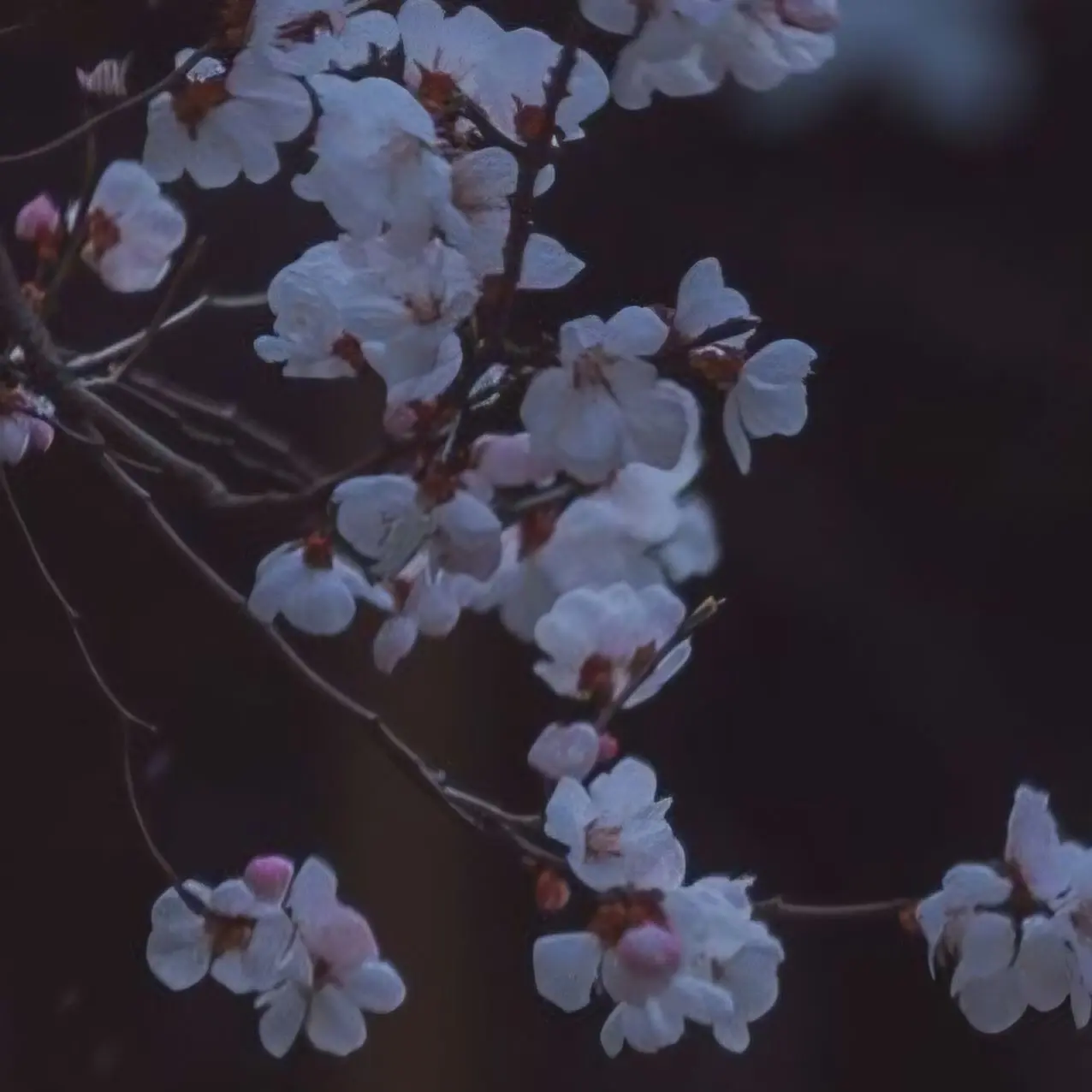 SevereSage6228의 皇子様に恋しちゃう話