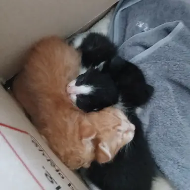 Profile image of 고고프랜즈