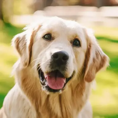 Profile image of Fido