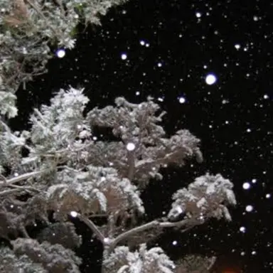 Profile image of 한태강