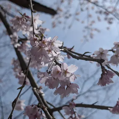 Profile image of 神