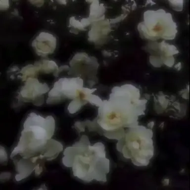 Profile image of 姫花