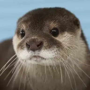 Profile image of 수달