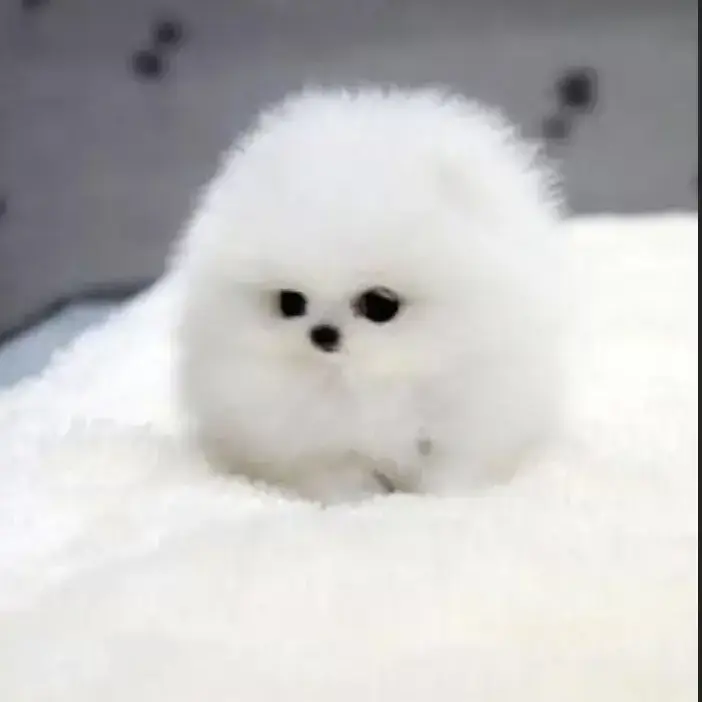 MereSofa9234의 犬