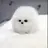 犬