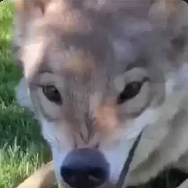 Profile image of 늑대