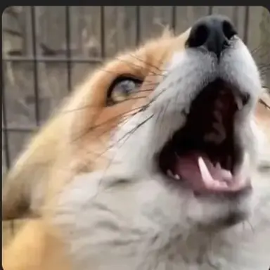 Profile image of 여우