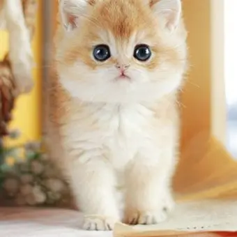 Profile image of 챠챠