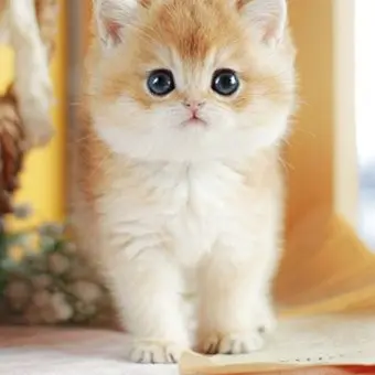 Profile image of 치치