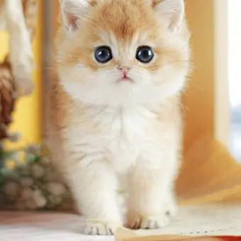 Profile image of 츄츄