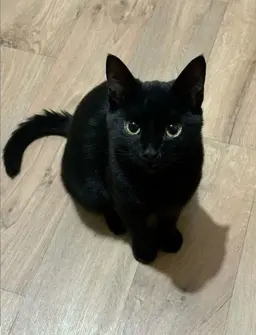 Profile image of Jaylen