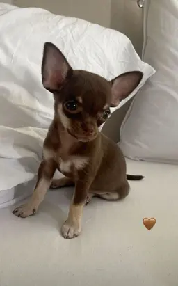 Profile image of Kai