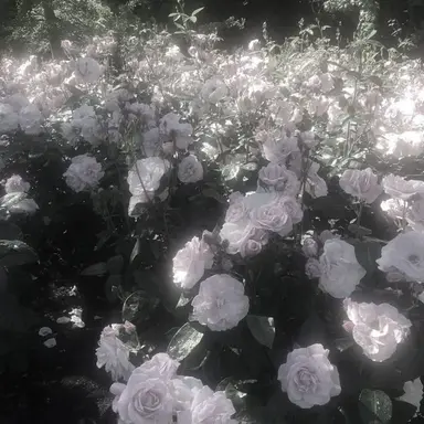 Profile image of 박잠뜰