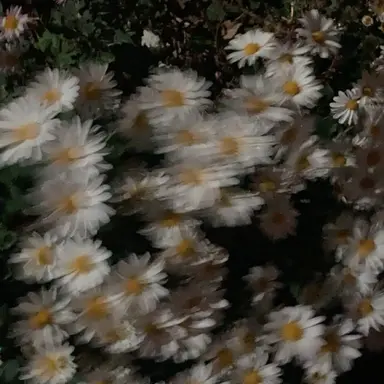 Profile image of 김각별