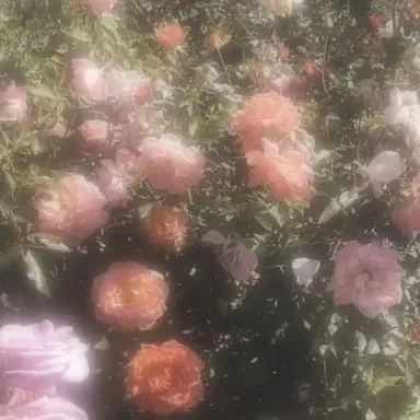 Profile image of 황수현