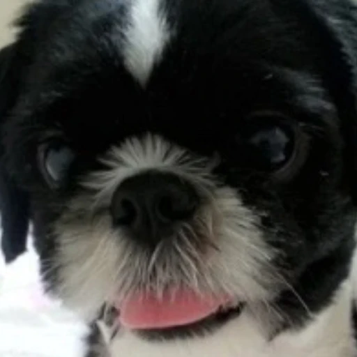 뭉이