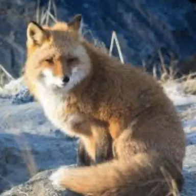 Profile image of 여우