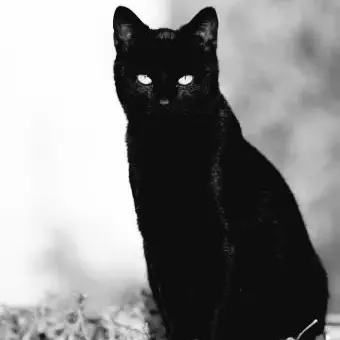 Profile image of Kitz