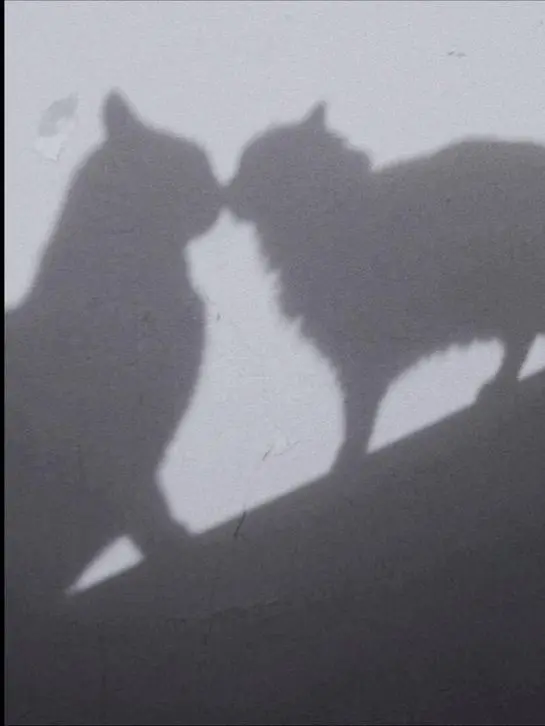 SappyAtom3192의 うちの兄は可愛い声優♡