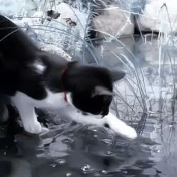 Profile image of 石田 彰