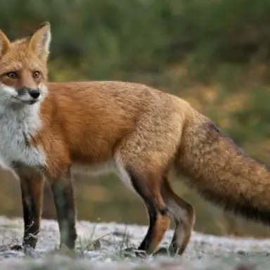 Profile image of 여우