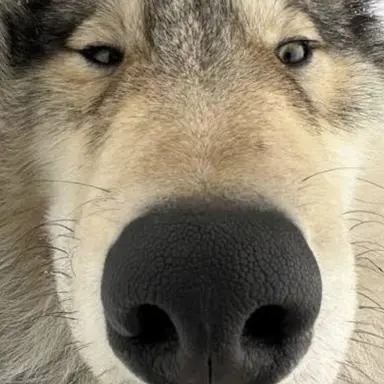 Profile image of Wolf