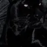 Profile image of Shadow