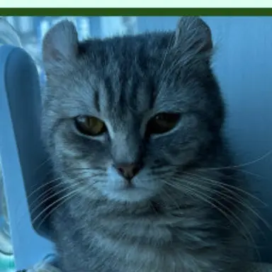 Profile image of 고양이 귀신