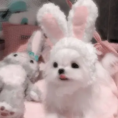 Profile image of 샤샤