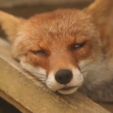 Profile image of 키츠네 유미라