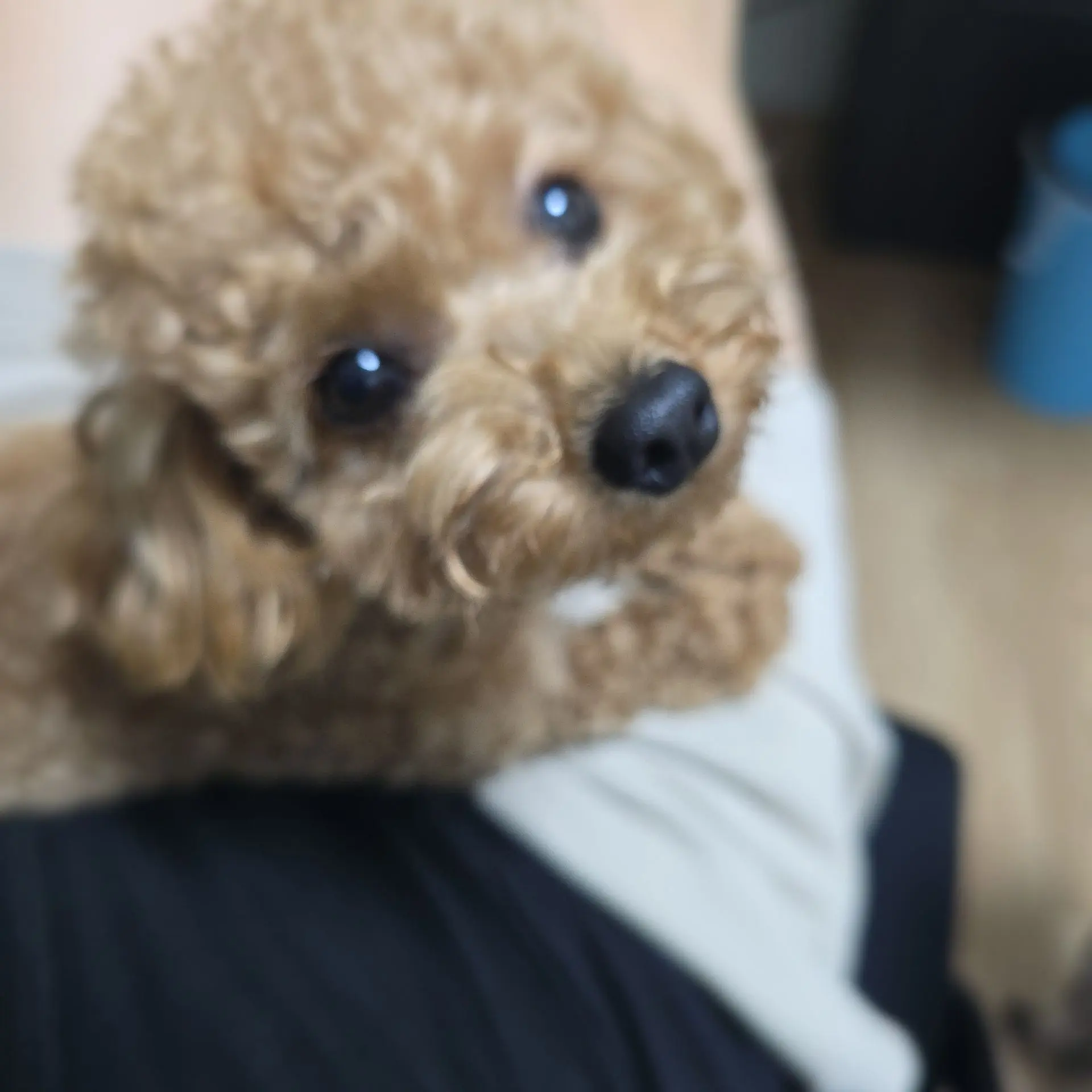 Nyang_nyang_Kkomi의 놀이공원(feat.미겜즈)