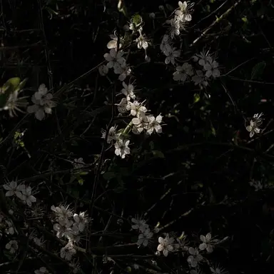 Profile image of 오그마