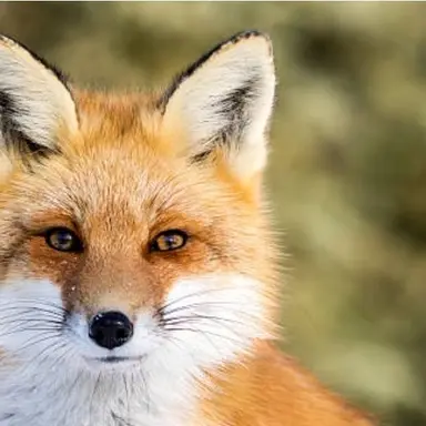 Profile image of 여우