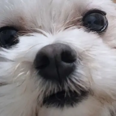 Profile image of 주인을 이긴자.