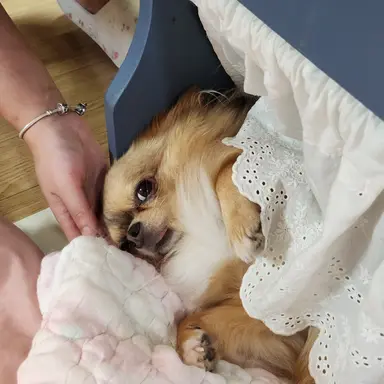 Profile image of 똥찌