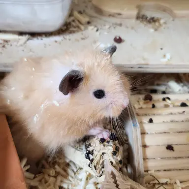 Profile image of 모찌