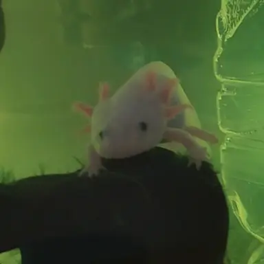 Profile image of 로틀