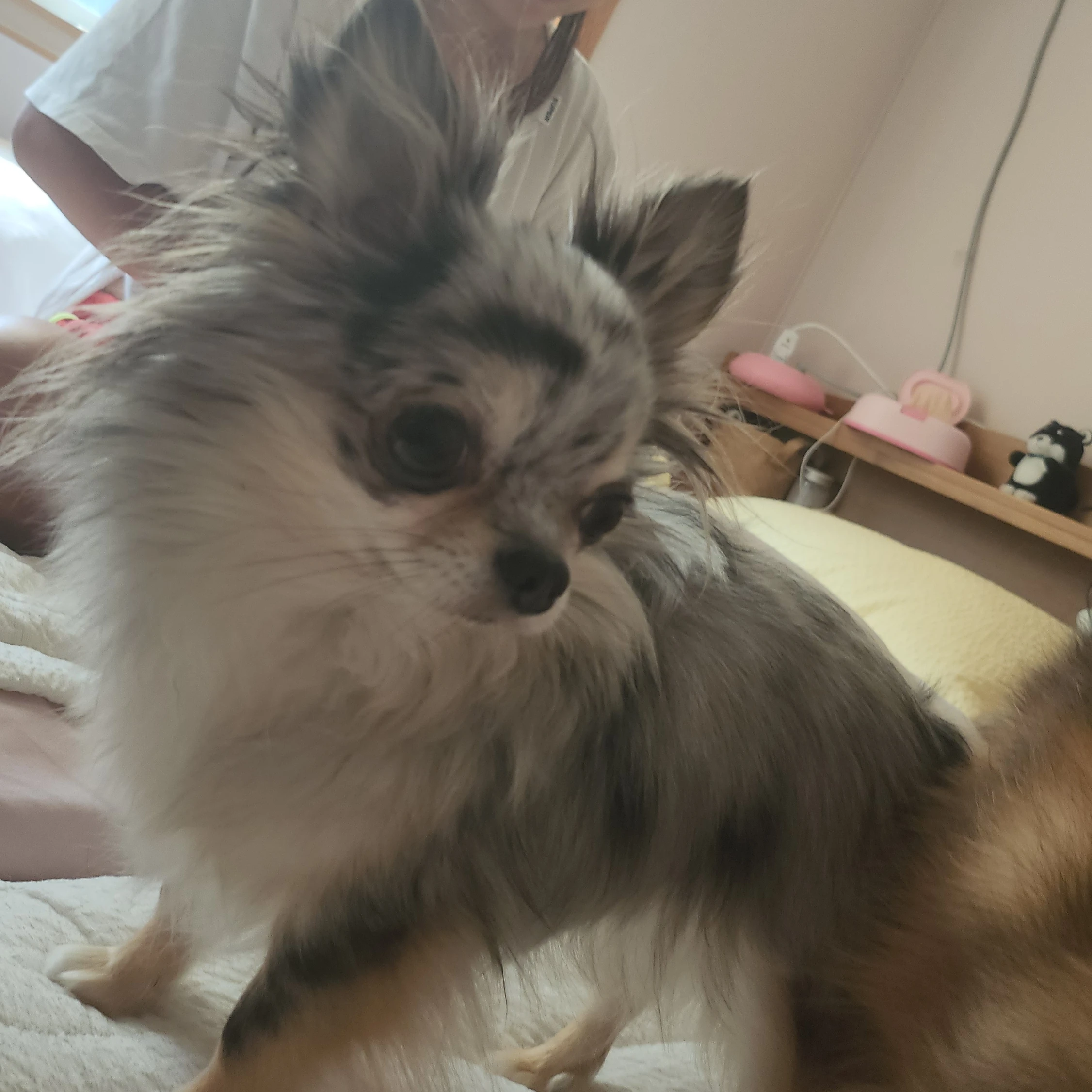 이랑