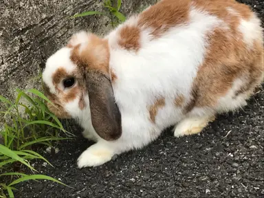 Profile image of パピコ
