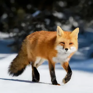 Profile image of Fox