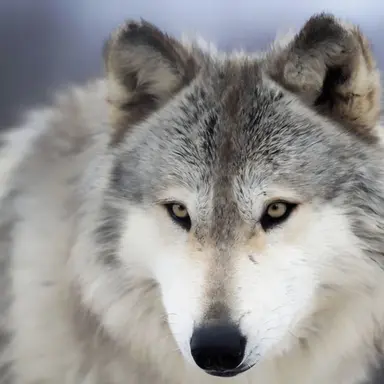 Profile image of Wolf