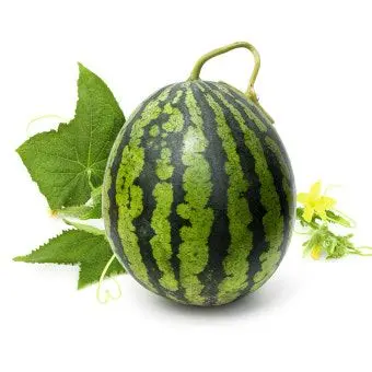 Profile image of 공룡