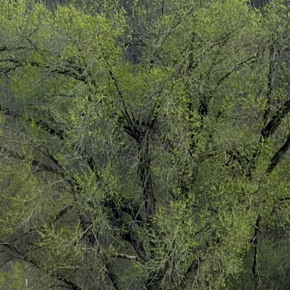 SevereDial3985의 Verdant Confinement