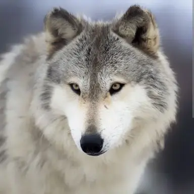 Profile image of 늑대