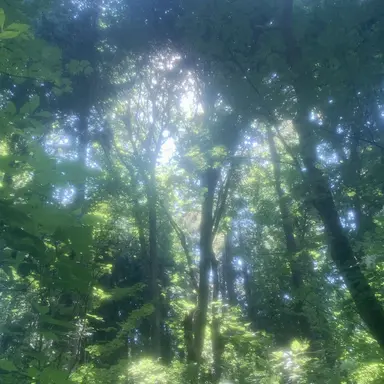 Profile image of 숲속에 담