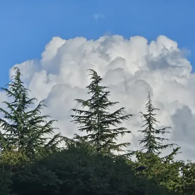 Profile image of 한별