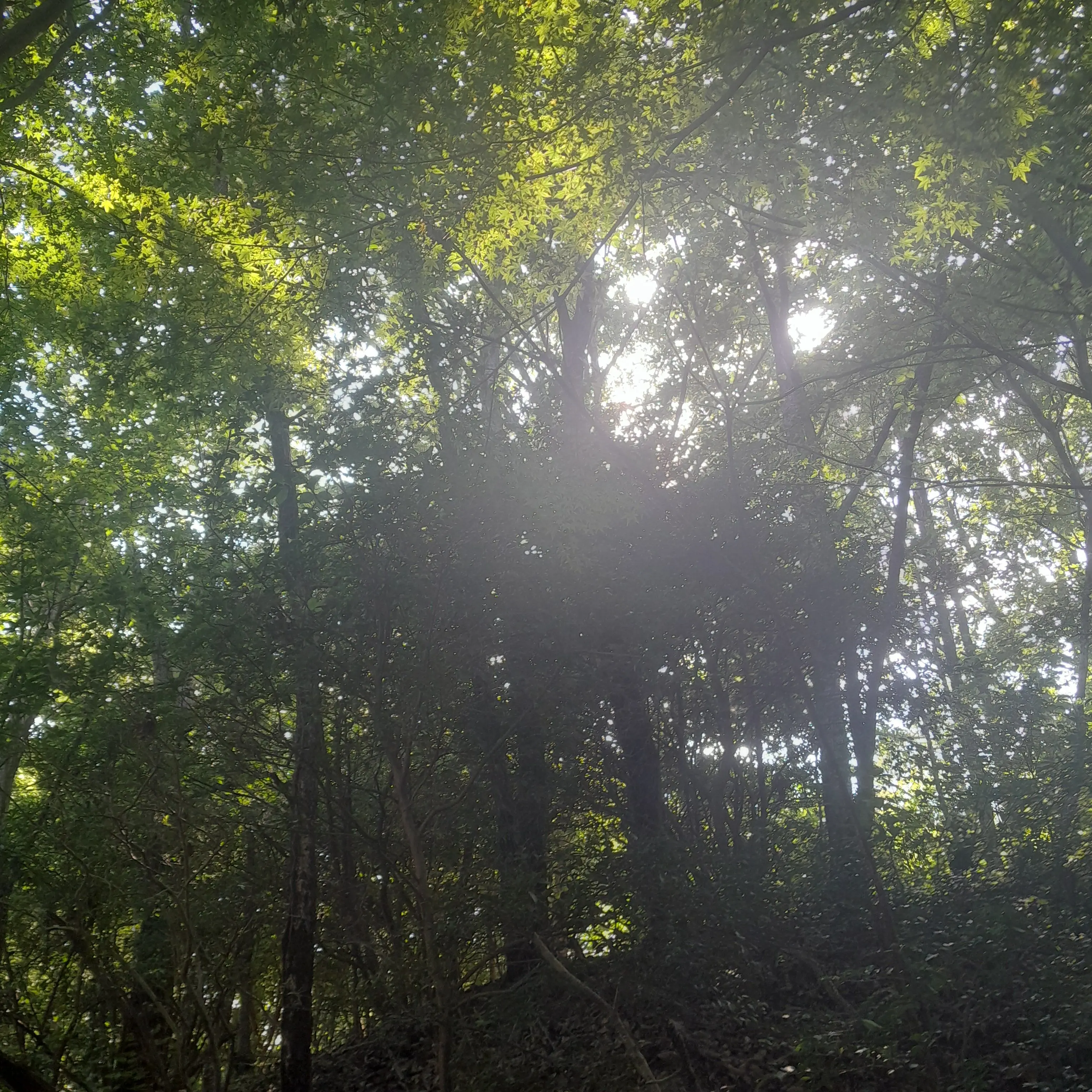 DullTakin6492의 정공룡의 여동생 +김여우